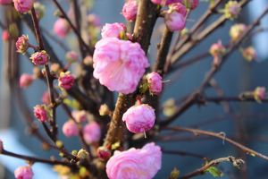 Blütenreichtum im März-April